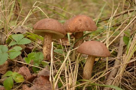 Seta Bolete Silvestre Leccinum Duriusculum Que Crece En El Bosque De