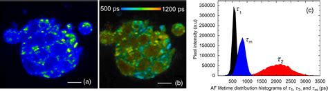 Multiphoton Autofluorescence Lifetime Imaging Of Induced Pluripotent