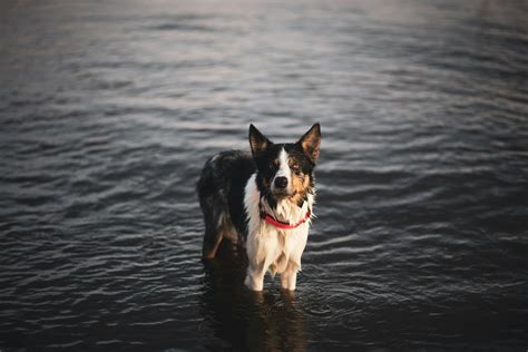 A Border Collie Catching a Frisbee · Free Stock Photo