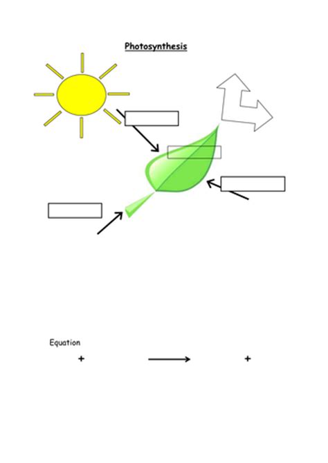 Photosynthesis, reactants, products and equation | Teaching Resources