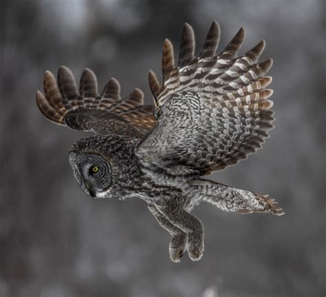 Great Grey Owl Strix Nebulosa In Flight By Jeff Sanders The Owl