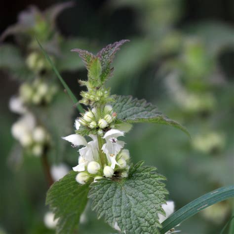 Lamium album ortie blanche weiße Taubnessel stanze Flickr