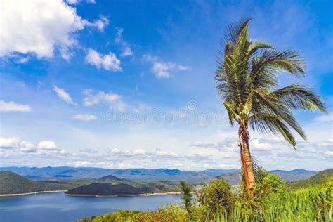 Coconut Tree With A Beautiful Scenery Views Of Nature With A Large