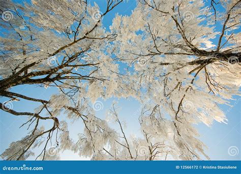 Frosted trees stock photo. Image of blizzard, blue, country - 12566172