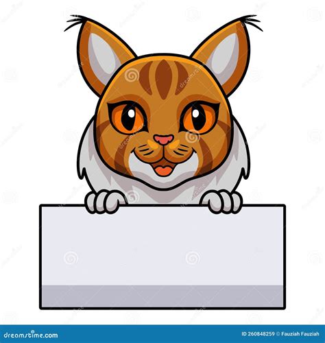 Cute Maine Coon Cat Cartoon Holding Blank Sign Stock Vector