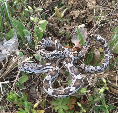 Gray Ratsnake Snake Removal Animal Pros