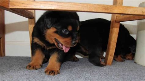 Rottweiler Puppy 4 Weeks Old Youtube