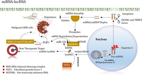 Frontiers Research Progress On The Regulation Mechanism Of Key Signal