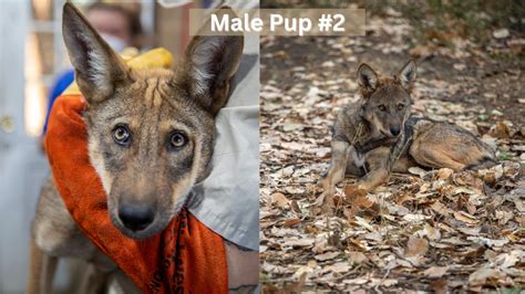 Vote to Name Red Wolf Pups | Sioux Falls, SD | Great Plains Zoo & Delbridge Museum of Natural ...