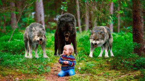 El bebé fue dejado en el bosque para ser comido por lobos hambrientos