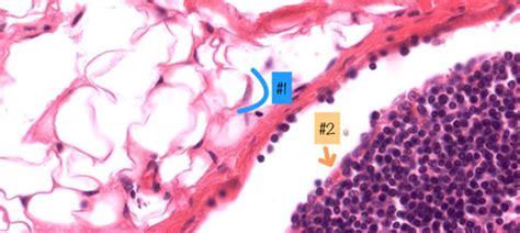 Histology Immune System Flashcards Quizlet