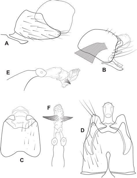 Leucotrichia Cortadera Sp Nov Male Genitalia A Segments Vii Viii And Download Scientific