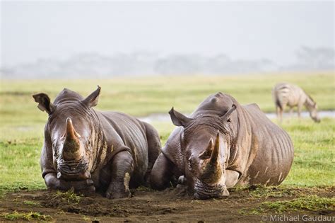 Images From The Kenyan Photo Safari Experience