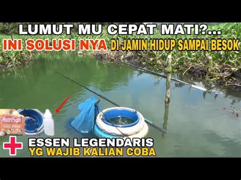 Experiment Campuran Lumut Untuk Mancing Ikan Nila Liar Youtube