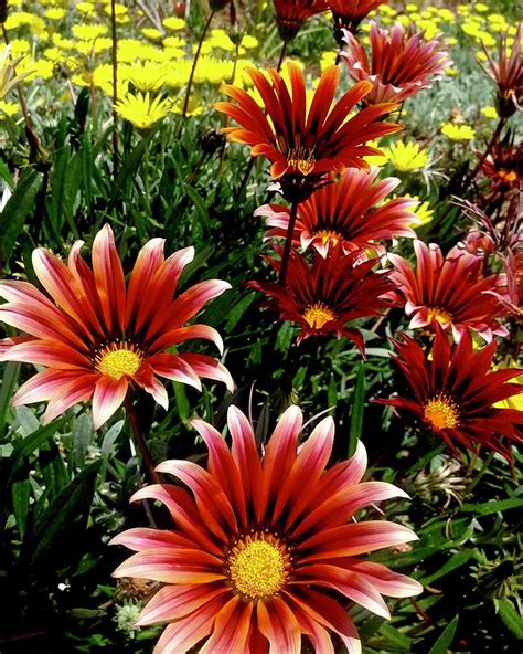 Red and Yellow African Daisies Photograph by Liora Hess - Fine Art America