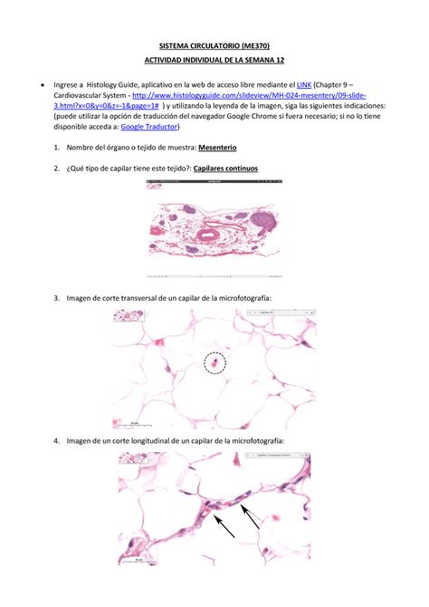 Tarea Circulatorio Sistema Circulatorio Me Actividad