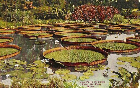 Old Saint Paul Minnesota Postcard The Lily Pond In Como Park V O