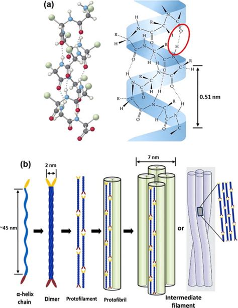 Intermediate Filament Structure Of α Keratin Ball And Stick Model Of