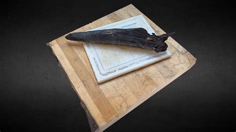 Fossilized Beaked Whale Skull - Download Free 3D model by EVNautilus ...