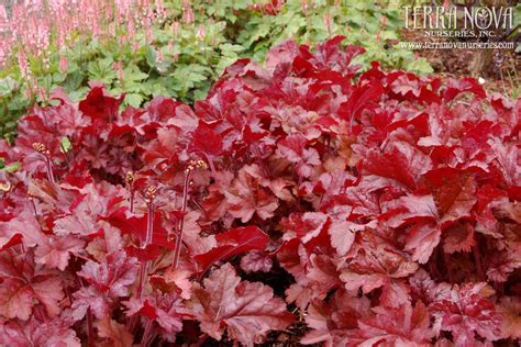 Heuchera Sparkling Burgundy Six Inch Burgundy Leaves Literally Glow