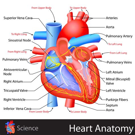 Heart Anatomy Blood Vessels Diagram