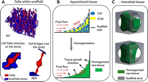 Frontiers Porous Geometry Guided Micro Mechanical Environment Within