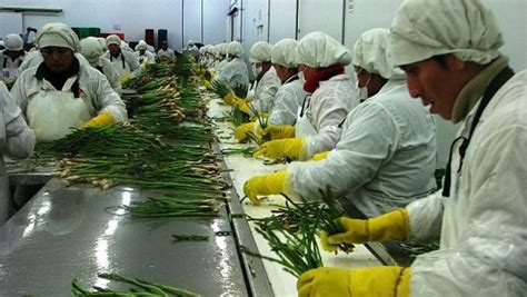 Perú Agricultura Moderna Se Desarrolla En 202 476 Hectáreas De 16 Regiones