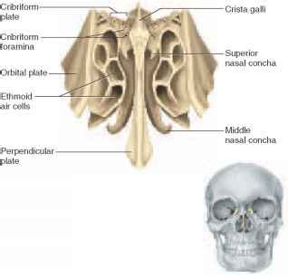 Ethmoid Bone Diagram | MedicineBTG.com