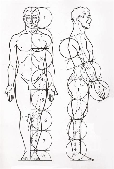 Corpo2 8771301 Desenho Corpo Humano Arte Grey S Anatomy