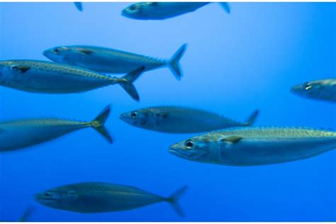 Sardinha conheça tudo sobre esse peixe