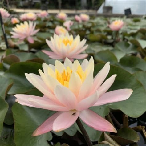 NYMPHAEA Colorado En Rhizome Gamm Vert