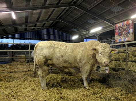 charolais bull for sale | The Farming Forum