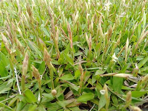 When To Plant Zenith Zoysia Grass Seed Storables