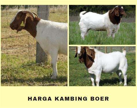 Info Harga Kambing Boer Terbaru Menghadirkan