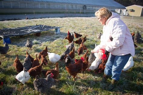 Farm Health Online – Animal Health and Welfare Knowledge Hub – Poultry ...