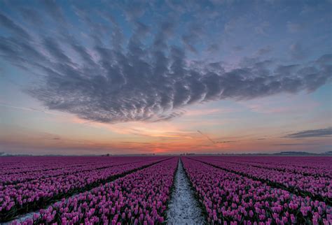 Papeis De Parede X Holanda Amanheceres E Entardeceres Campos