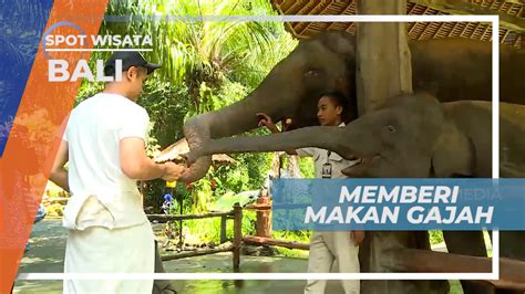 Serunya Memberi Makan Hewan Besar Berbelalai Panjang Bali