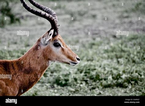 Wildlife In Africa Stock Photo Alamy