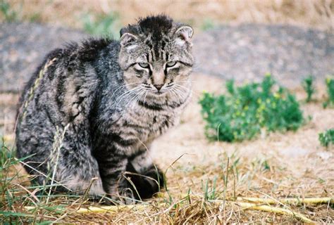 Tough Looking Punk Tom Cat The Feral Life Cat Blog