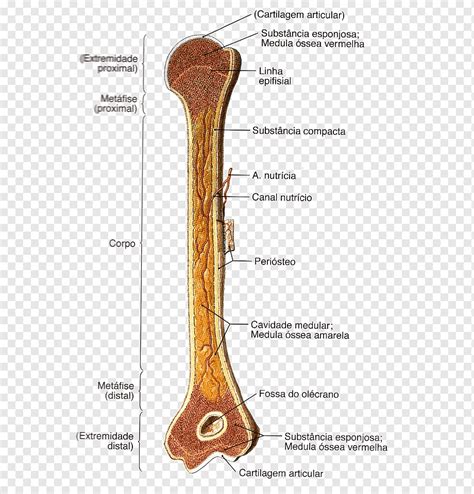 Osso Longo Anatomia Osteologia Diáfise Figura Humana Outros Anatomia