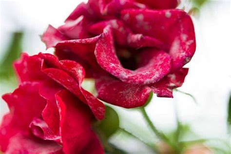 How to Identify and Treat Powdery Mildew on Roses | Gardener’s Path