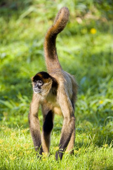 Spider Monkey Pictures, Xcitefun Spider Monkey Picture, #9094