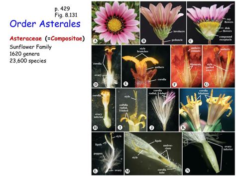 Ppt Angiosperm Evolution Powerpoint Presentation Free Download Id2130711