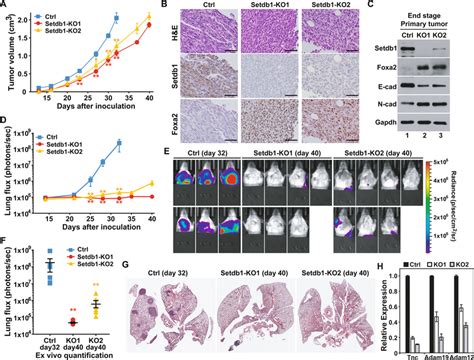 Setdb1 Promotes Nsclc Malignant Progression And Metastasis A Primary Download Scientific