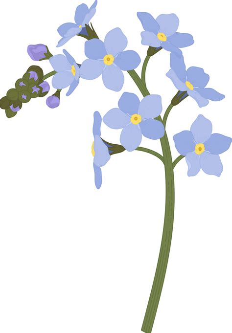 Blue Forget Me Not Flower Hand Drawn Illustration 10172711 PNG