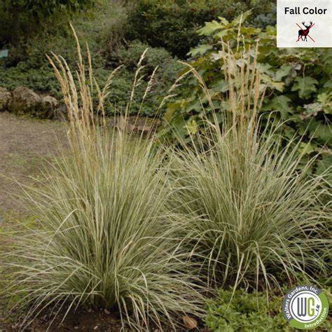 Overdam Variegated Feather Reed Grass Calamagrostis Acutiflora Ov Mandy Spring Farm