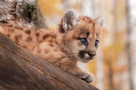 Mirada Femenina Del Gatito Del Puma Concolor Del Puma Del árbol Foto