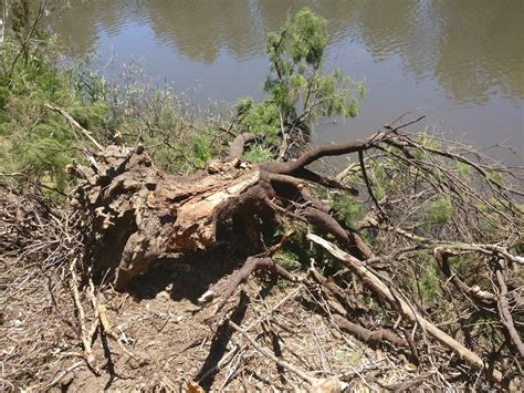 Australian Tree Identification - maybe pine? - Biology Stack Exchange