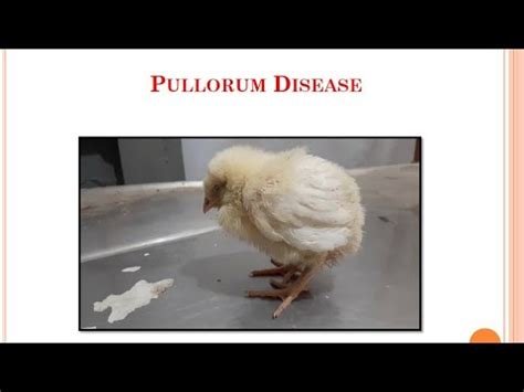 pullorum diseaseveterinarypathology youtube