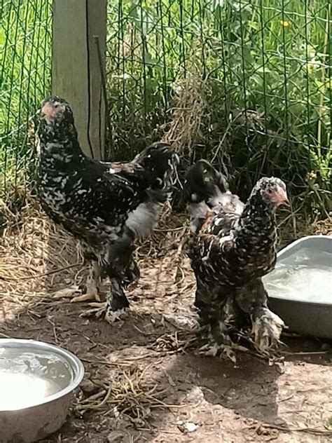 oeufs fécondés à couver poule Brahma Porcelaine Coco Eco